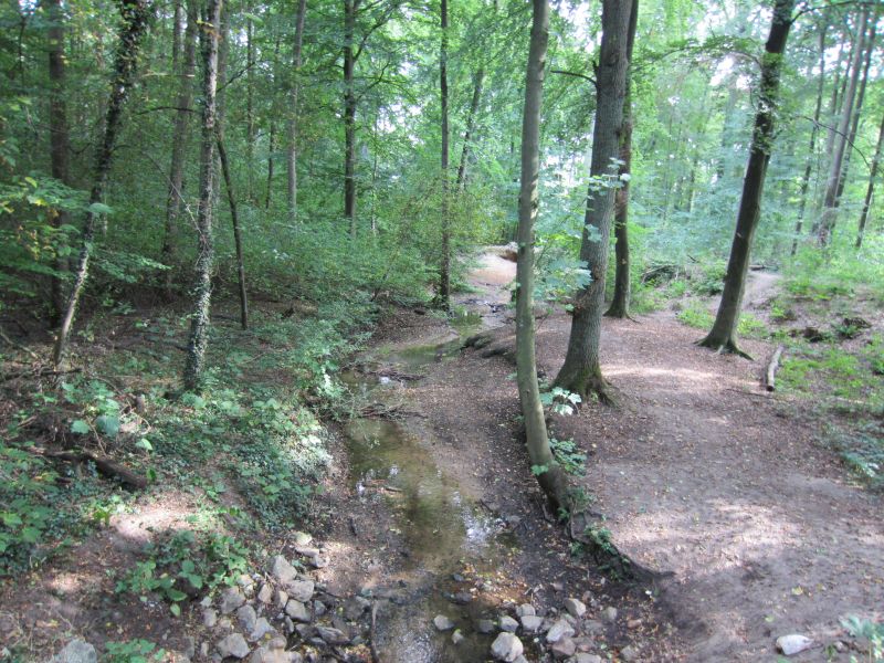 Datei:Raderbach im Lüner Holz.jpg