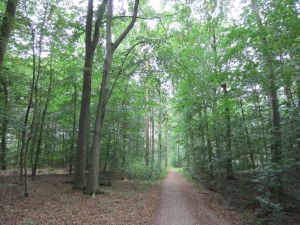 Waldweg im Drögenholz.jpg