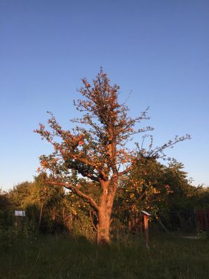 Apfelbaum.jpg
