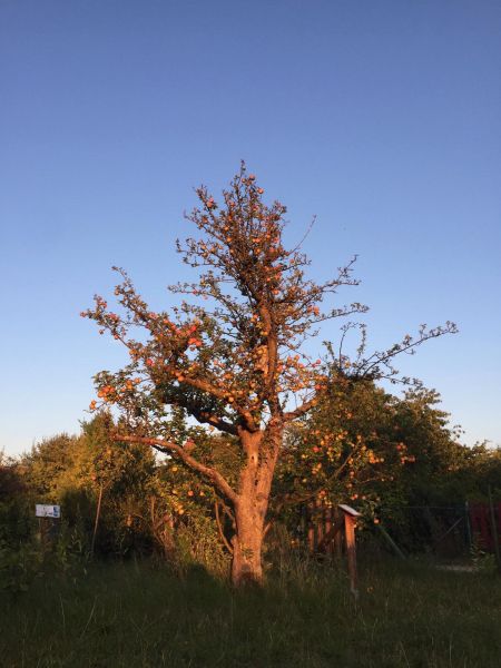 Datei:Apfelbaum.jpg