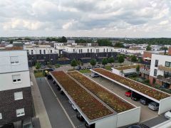 Gründdächer im Hanseviertel