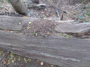 Ameisenvolk im Lüner Holz.jpg