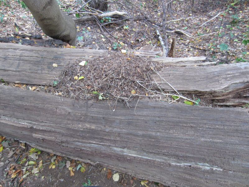 Datei:Ameisenvolk im Lüner Holz.jpg