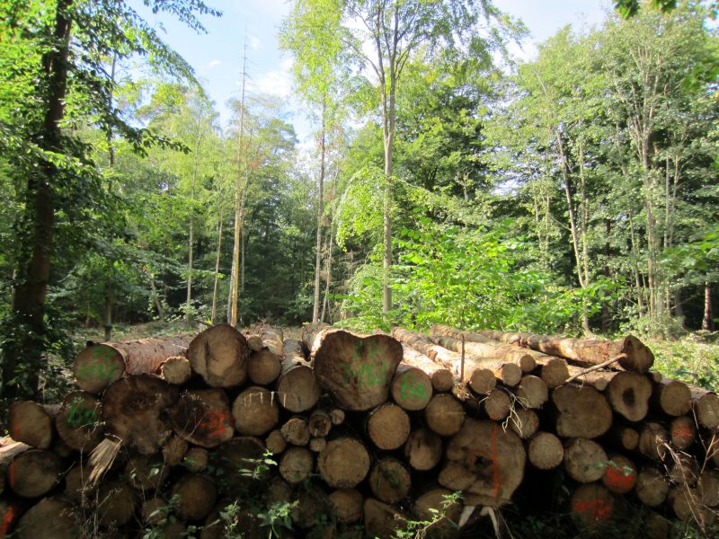 Datei:Geschlagene Bäume im Lüner Holz.jpg