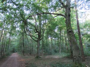 Süden von Lüner Holz.jpg