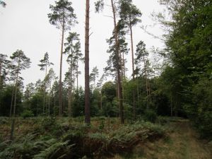 Abholzung im Drögenholz.jpg
