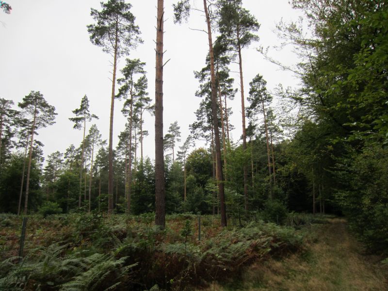 Datei:Abholzung im Drögenholz.jpg