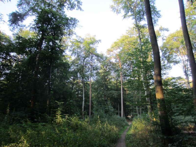 Datei:Norden von Lüner Holz.jpg
