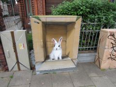 Kartons und Kaninchen